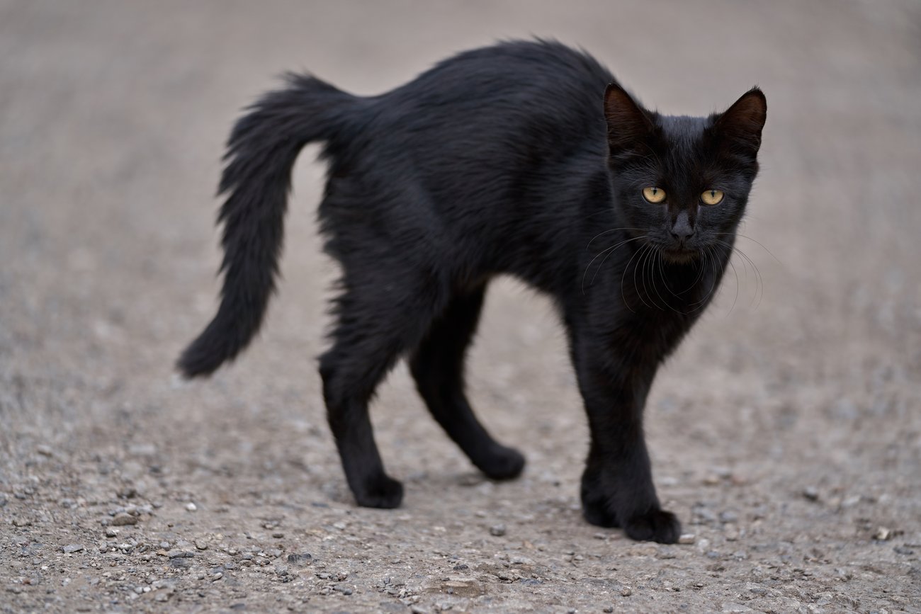Are Black Cats Bad Luck? Maybe Not for You...